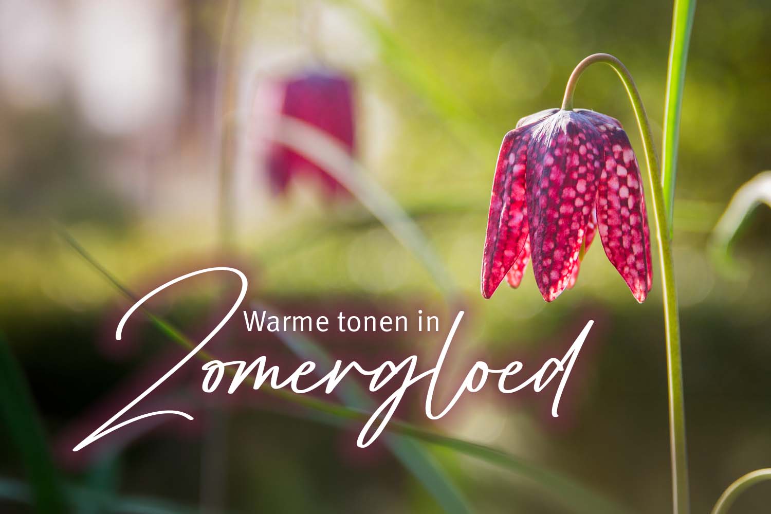 Van der Stappen_uitvaartverzorging_Herinneringsconcert_Warme tonen in Zomergloed