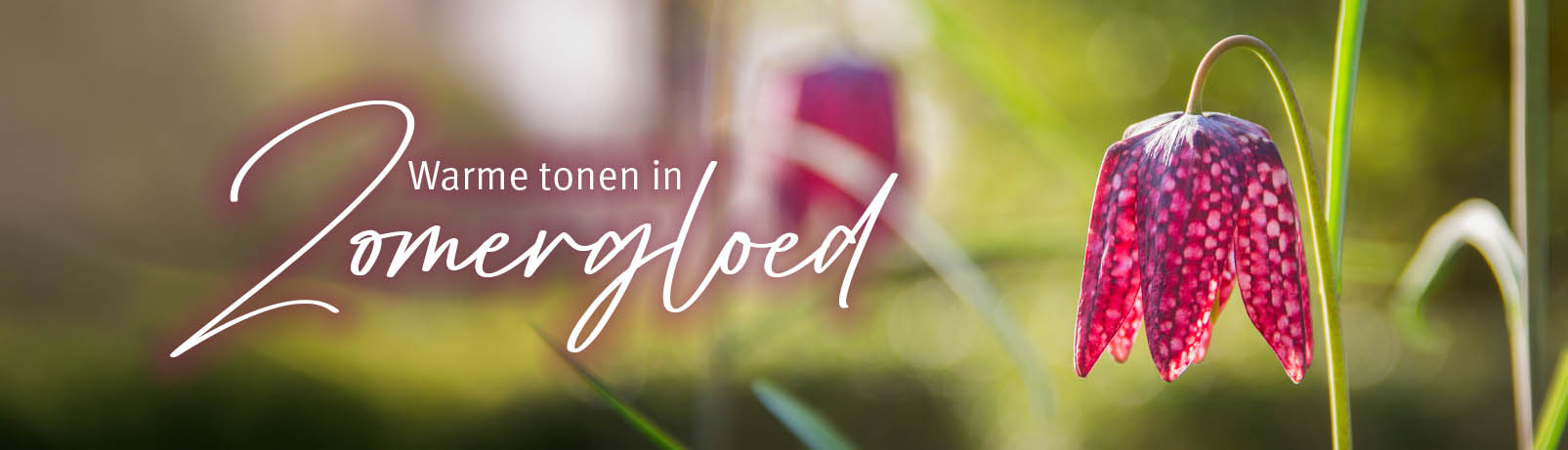 Van der Stappen_uitvaartverzorging_Herinneringsconcert_Warme tonen in Zomergloed_Header